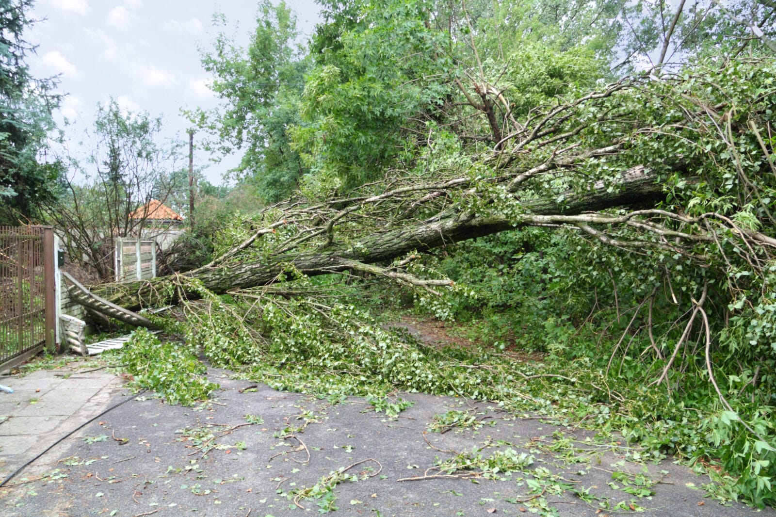 Emergency Tree services