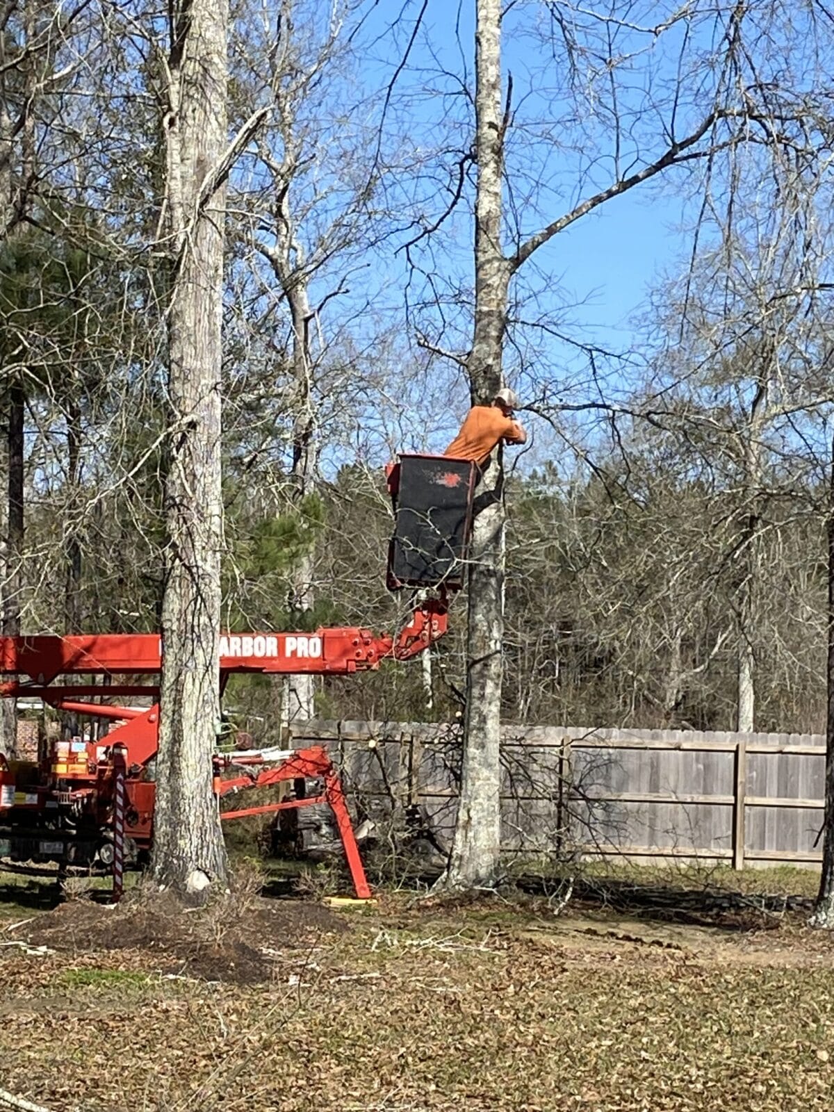 tree removal